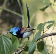 Image result for Avatar Bird