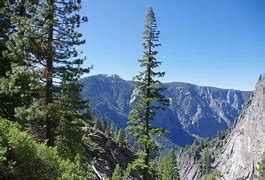 Image result for Sequoia National Park Animals