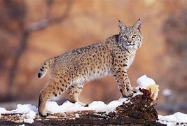 Image result for Wild Cat Pictures