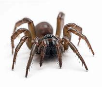 Image result for Trapdoor Spider Poisonous