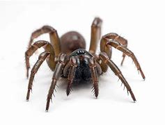 Image result for Pale Trapdoor Spider