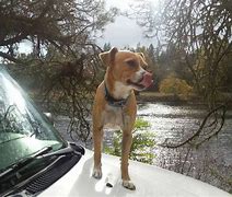 Image result for Max Dog Breed