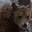 Image result for Grizzly Bear Mini