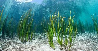 Image result for Taranaki Seaweed Species