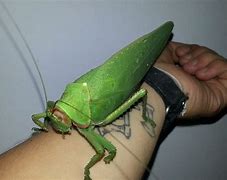 Image result for Big Leaf Bug