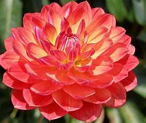 Image result for 10 Most Beautiful Flowers