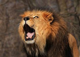 Image result for Loud Lion Roar