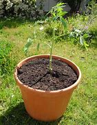 Image result for Tomate En Pot