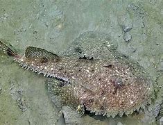 Image result for Lophius AmericanUS