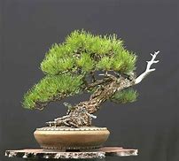 Image result for Bonsai Pine Tree