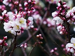 Image result for Plum Blossom Japan