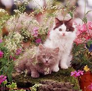 Image result for Kitten Spring Flowers