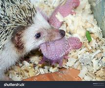 Image result for Baby Hedgehog