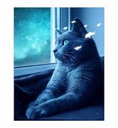 Image result for Space Keddit Cat