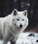 Image result for Snow Wolf Blue Eyes