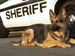 Image result for K9 Police Dogs