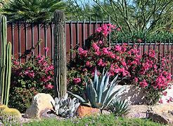 Image result for Desert Garden Design Ideas