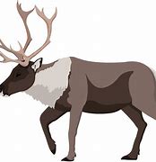 Image result for Caribou Reindeer Clip Art