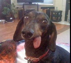 Image result for Goofy Dog Faces