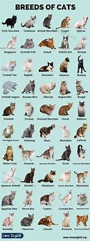 Image result for All Kinds of Cats