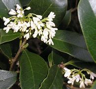 Image result for Fragrant Tea Olive Tree