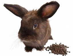 Image result for Rabbit Poop Pellets