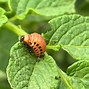 Image result for Bugs Eating Holes in Leaves