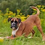 Image result for Boxer Dog Boxing