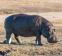 Image result for Hippo Anatomy