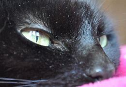 Image result for Cats Eyes Side View