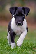 Image result for Baby Fox Terrier