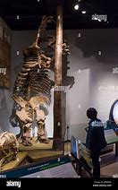 Image result for Giant Ground Sloth Skeleton