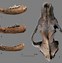 Image result for Wolf Skull vs Dog Skull