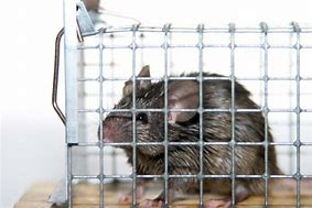 Image result for Rat Trap Book