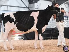 Image result for Funny Holstein Cows