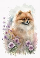 Image result for Grumpy Pomeranian