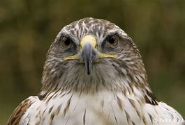 Image result for Bird Hawk Animals