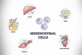 Image result for Period Blood Stem Cells