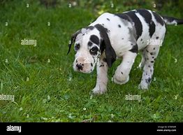 Image result for 5 Month Old Great Dane Puppy