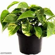 Image result for Money Plant Succulent