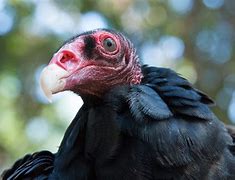 Image result for Vulture