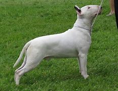 Image result for Friendly Bull Terrier