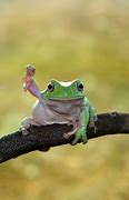 Image result for Baby Rainbow Frog