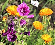 Image result for Summer June Flowers