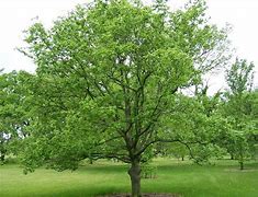 Image result for Hackberry Tree Leaf