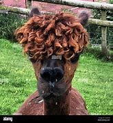 Image result for Alpaca Long Hair