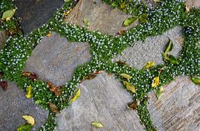 Image result for Blue Star Creeper Ground Cover in Pot