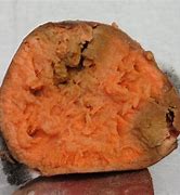 Image result for Sweet Potato Root Rot