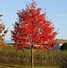 Image result for Fire Maple Tree