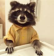 Image result for Raccoons Are Cute